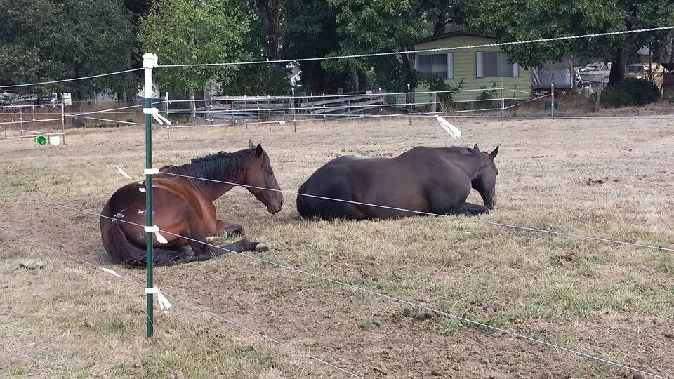 Horses at MoSa Ranch