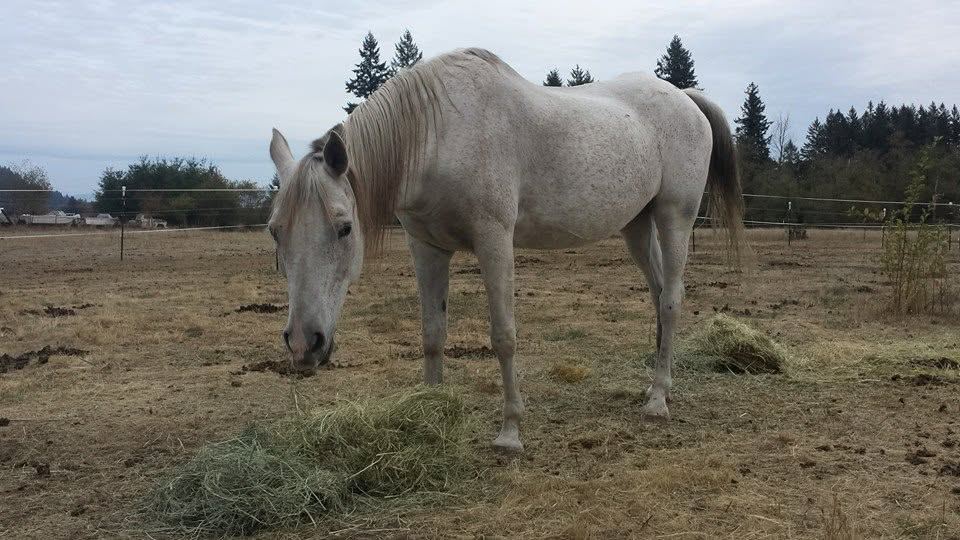 Horses at MoSa Ranch