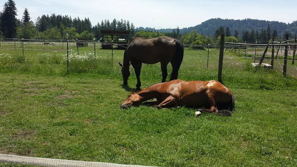 Horses at MoSa Ranch