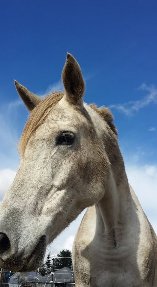 Horses at MoSa Ranch