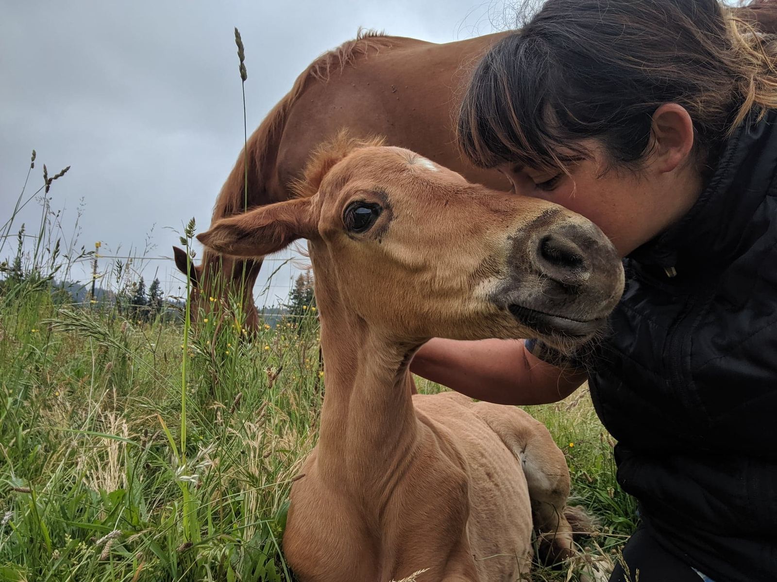 A mare and foal at MoSa Ranch