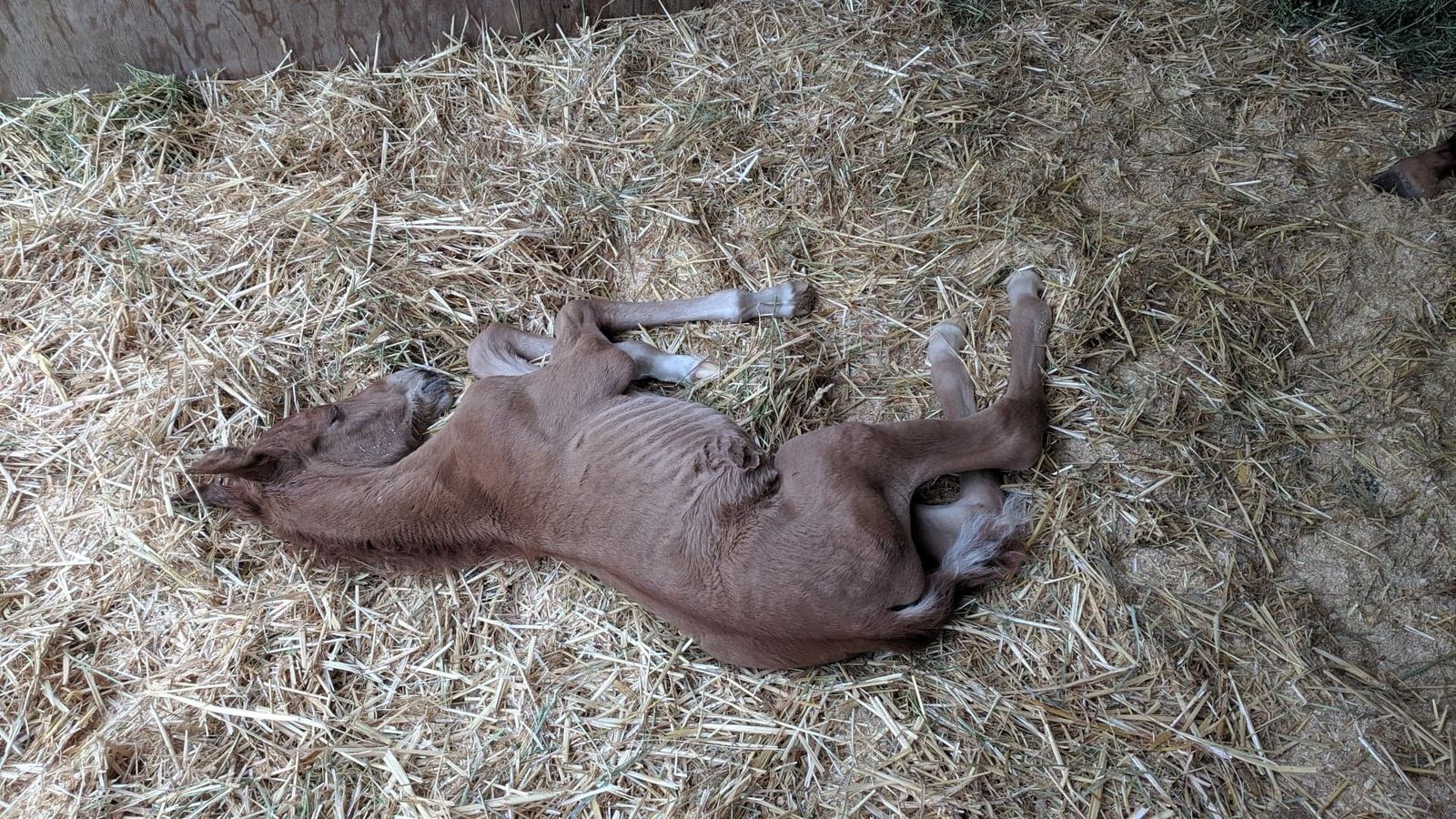 A mare and foal at MoSa Ranch