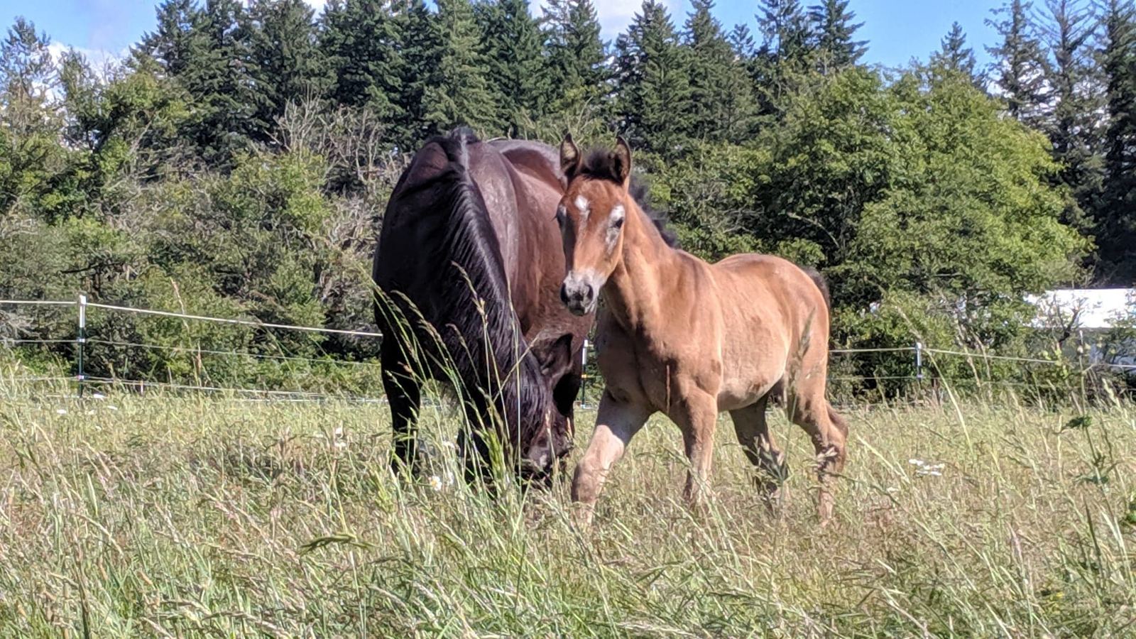 A mare and foal at MoSa Ranch