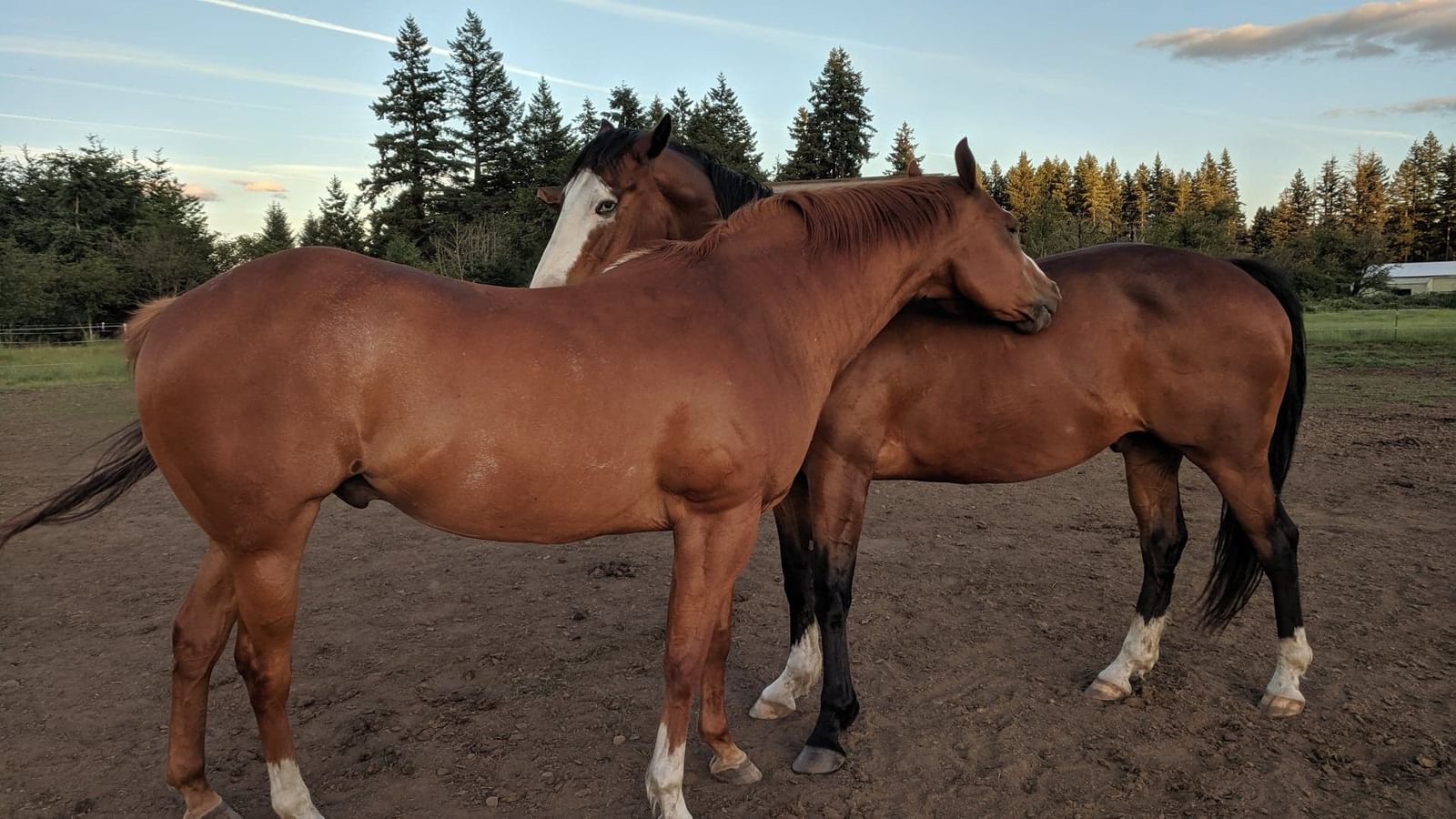 A mare and foal at MoSa Ranch