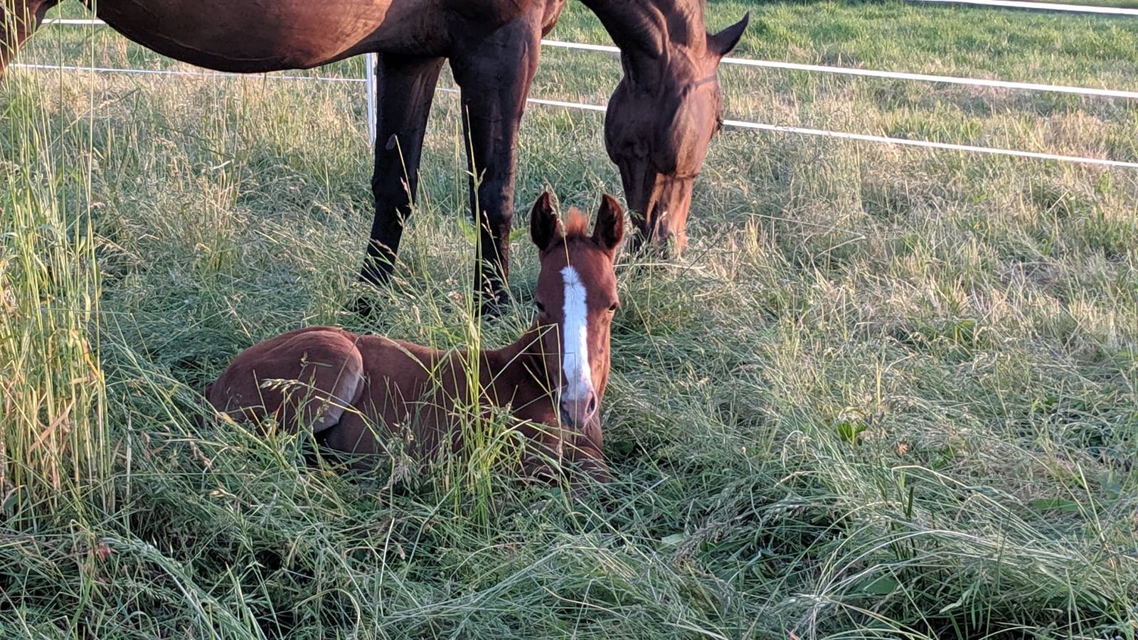 A mare and foal at MoSa Ranch