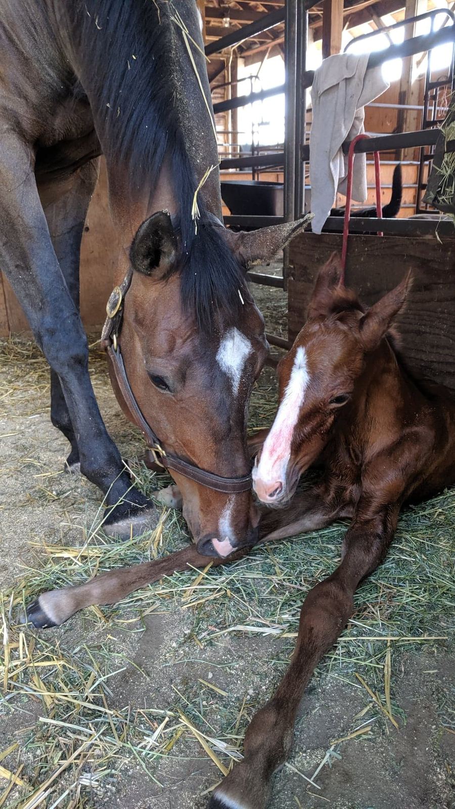 A mare and foal at MoSa Ranch