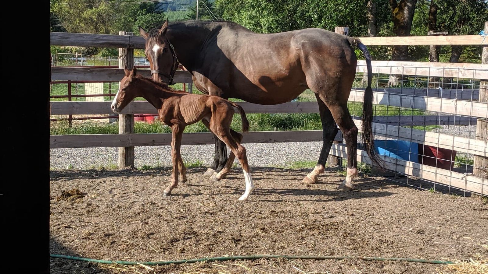 A mare and foal at MoSa Ranch