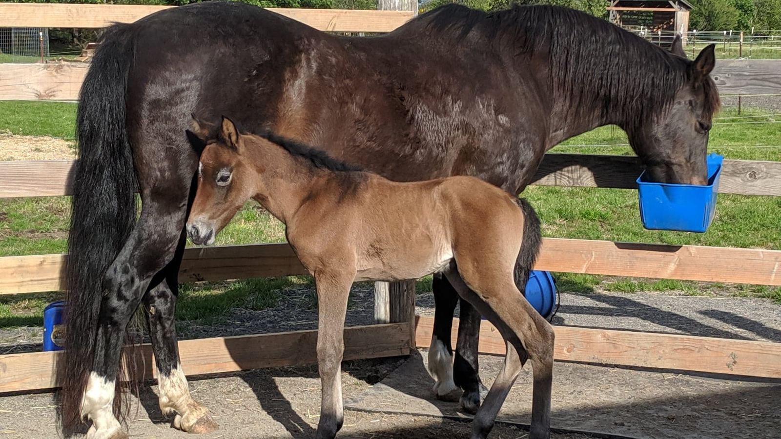 A mare and foal at MoSa Ranch