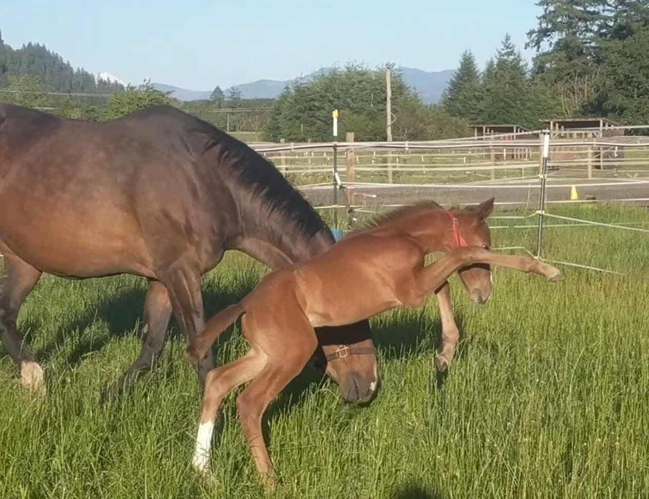 A mare and foal at MoSa Ranch