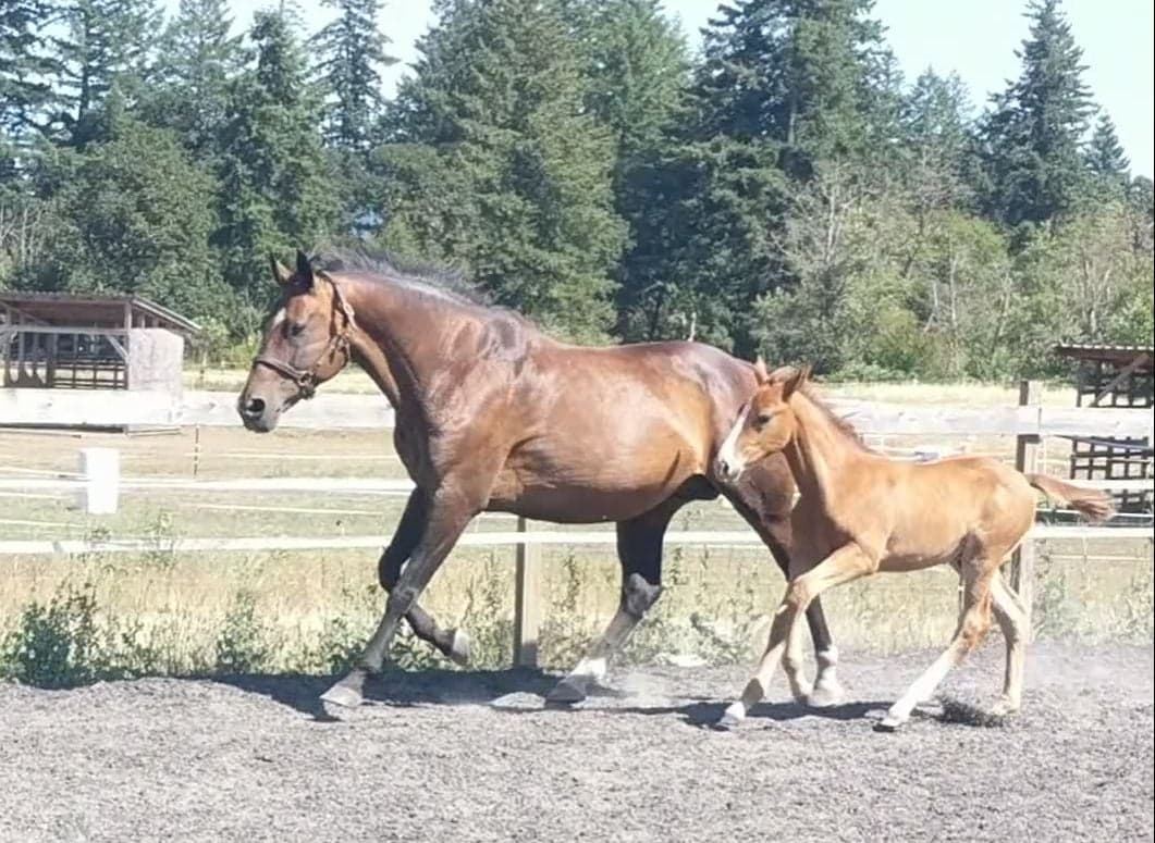 A mare and foal at MoSa Ranch