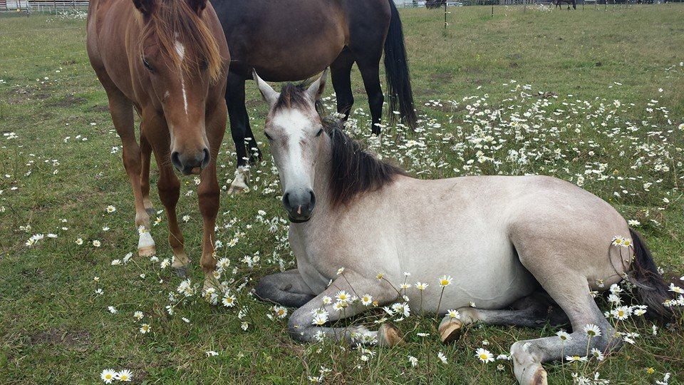 A mare and foal at MoSa Ranch