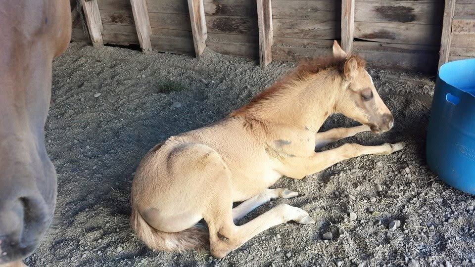A mare and foal at MoSa Ranch