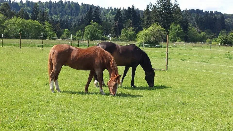 A mare and foal at MoSa Ranch