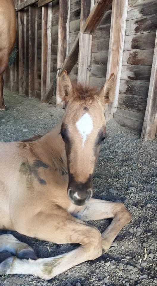 A mare and foal at MoSa Ranch