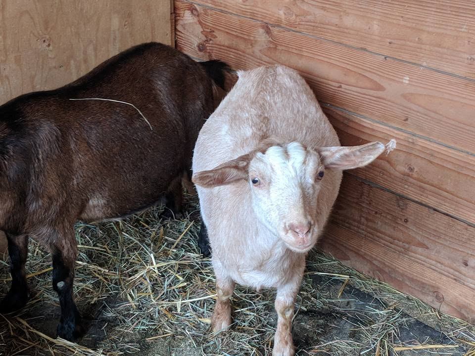 Barnyard animals at MoSa Ranch