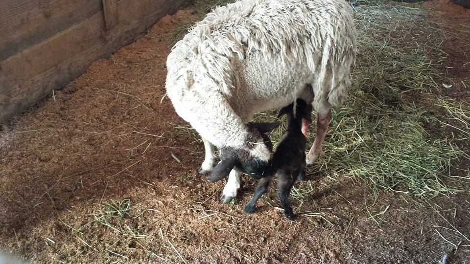 Barnyard animals at MoSa Ranch