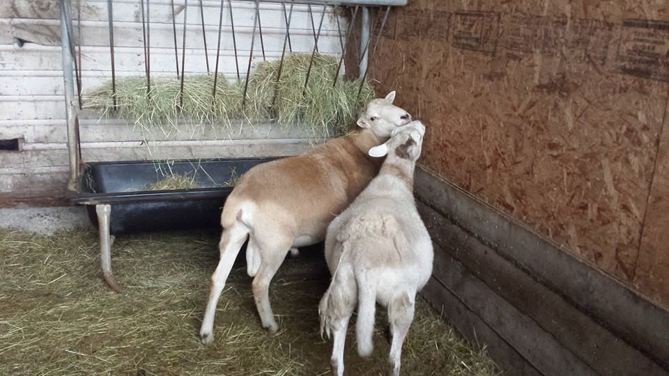 Barnyard animals at MoSa Ranch