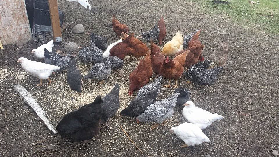 Barnyard animals at MoSa Ranch