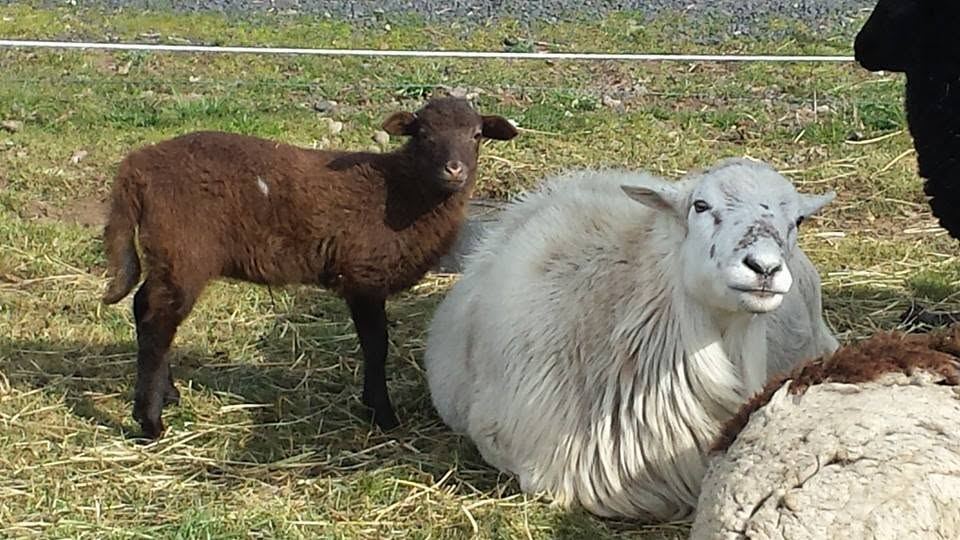 Barnyard animals at MoSa Ranch